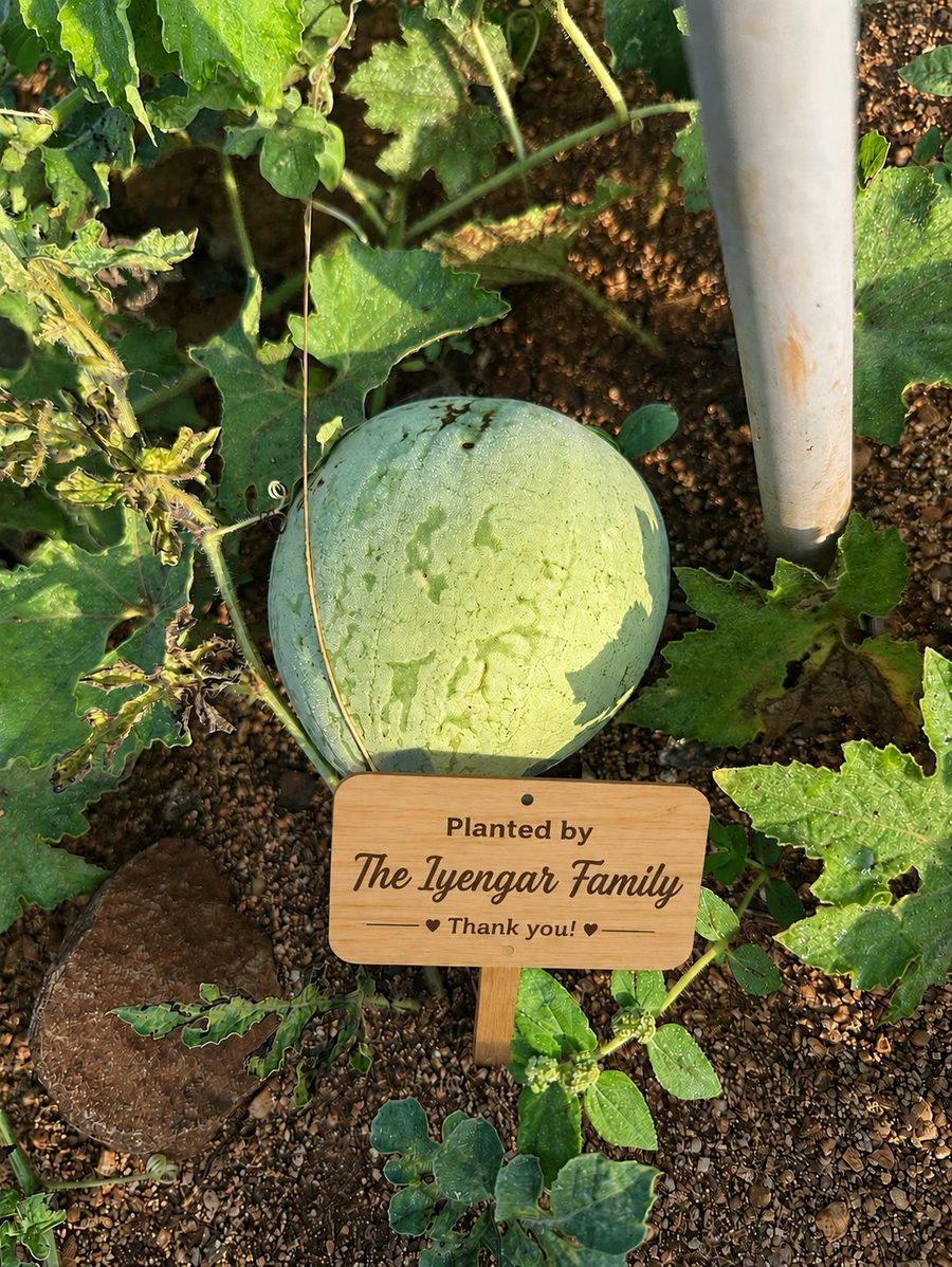 The Iyengar Family's tagged watermelon growing at Iperfarm
