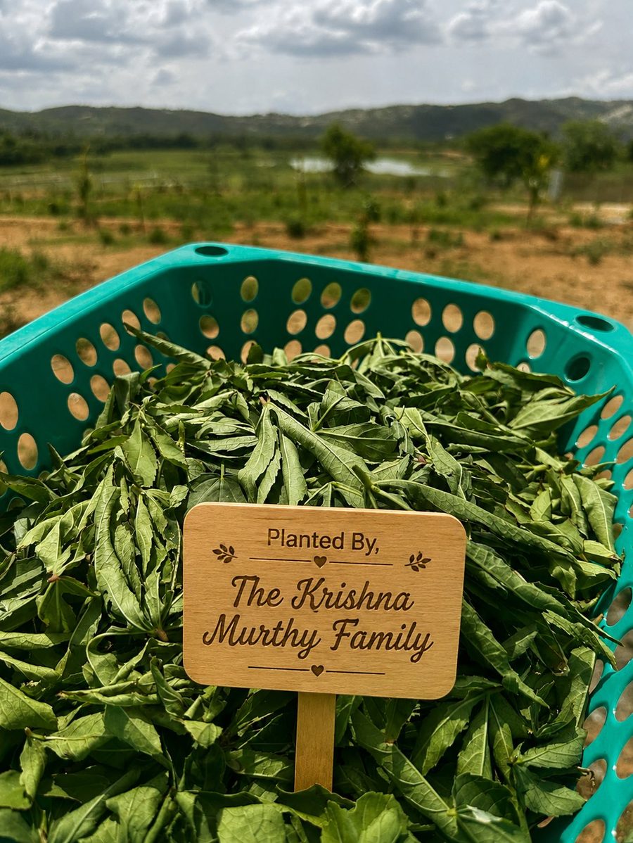 The Krishnamurthy Family's basket of greens harvested at Iperfarm